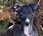 Phoebe, About Time Italian Greyhound Puppy!